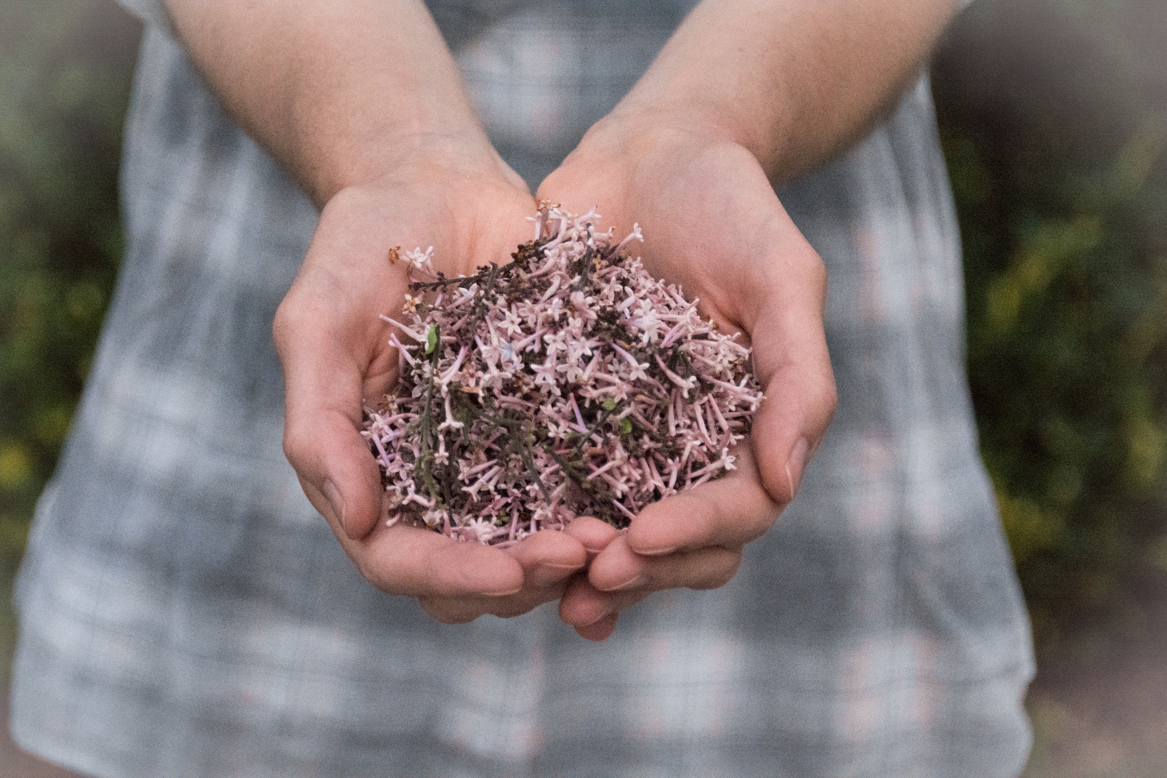 aromatherapy massage essential oil flowers herbs