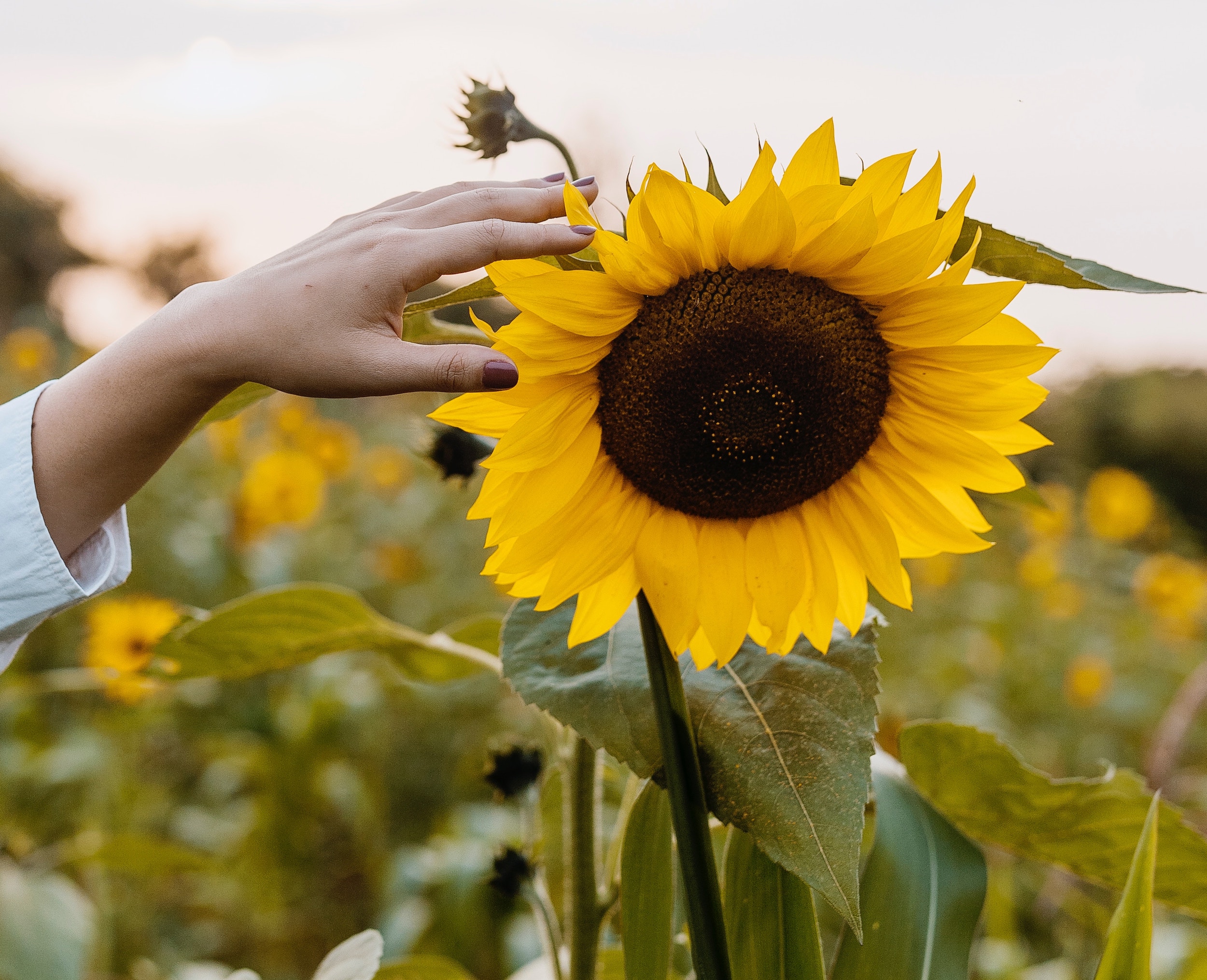 sunflower essential oil aromatherapy massage