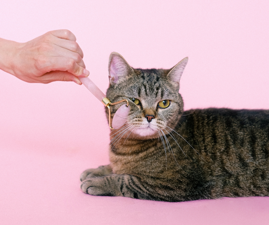Cat with a face roller