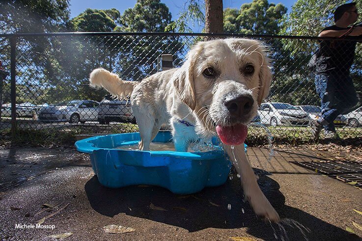 mad paws dog fair