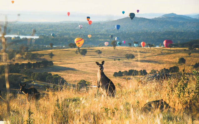 Kangaroo stairing with hot air balloons at the back