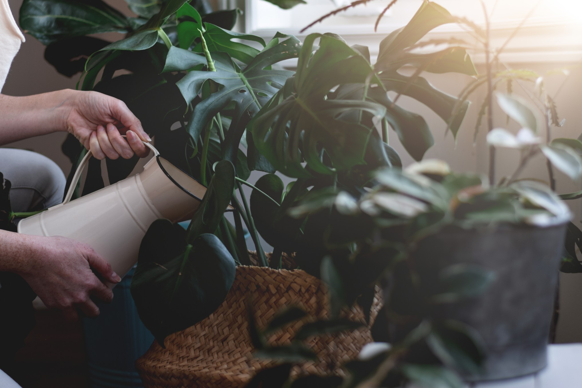 woman-watering-tropical-houseplants