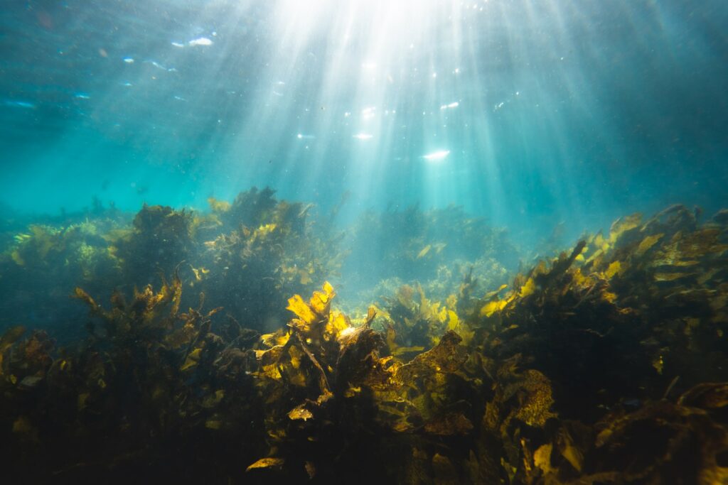 Wellness trends - seaweed - image of ocean floor with seaweed forest and sun shining from above