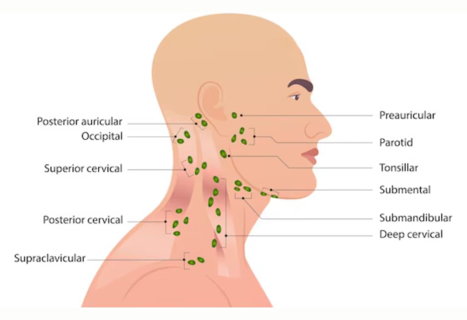 Lymph nodes in the neck and their functions