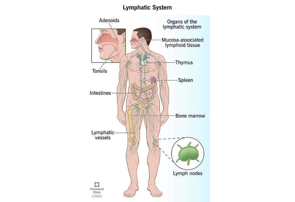 Lymphatic system