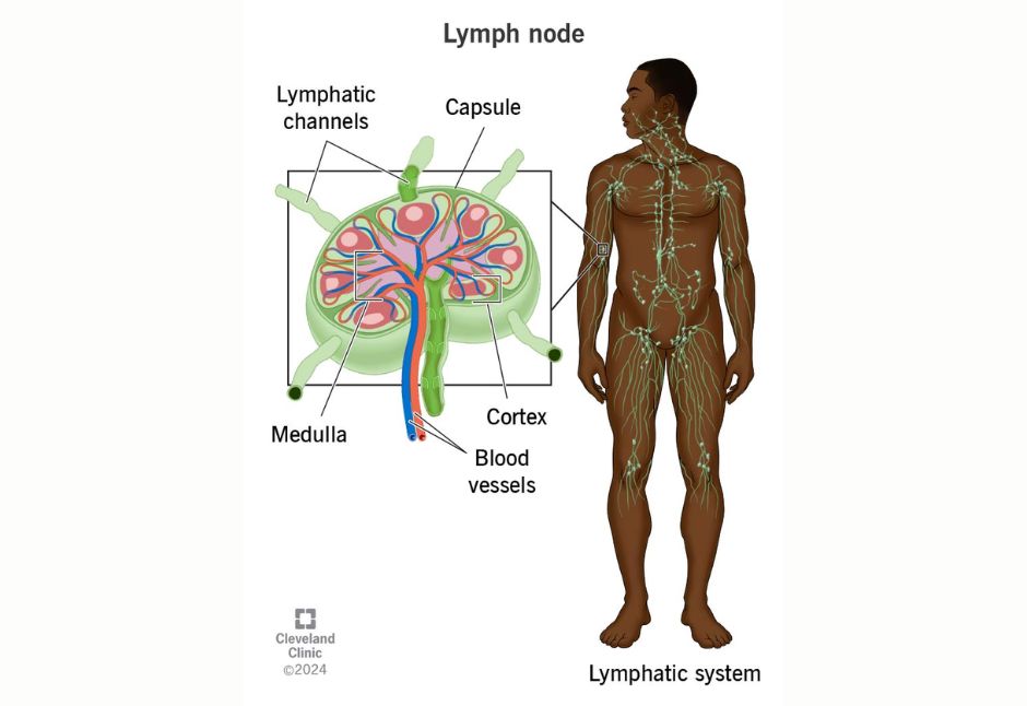 What are lymph nodes