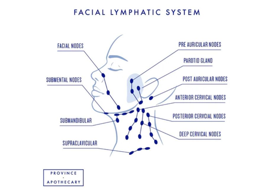 facial lymphetic system